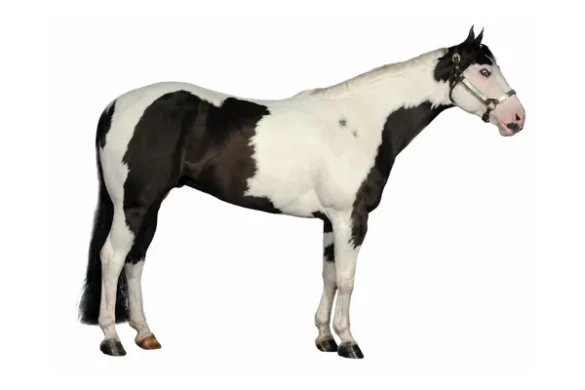 tovero-american-paint-horse
