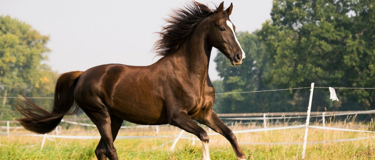 What is your horse’s sprit animal?