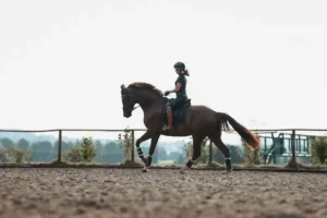 A dressage horse in an outdoor arena